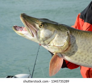 A profile view closeup of a head of a large muskie fish, with its mouth open and teeth exposed, being held by an angler on a sunny day on a lake - Shutterstock ID 1345735289