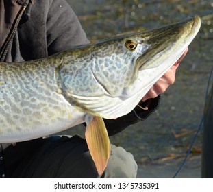 A profile view closeup of a head of a large hybrid tiger muskie fish, with its mouth open, being held by an angler on a sunny day on a lake - Shutterstock ID 1345735391