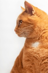 Profile View Of Cute Young Red Cat