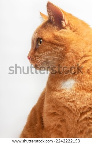 Profile view of cute young red cat