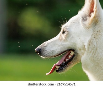 Profile View Of A Dog Panting On A Hot Day.