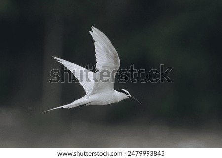 Profile view of the elegant Black-naped Tern Sterna sumatrana in flight against dark background