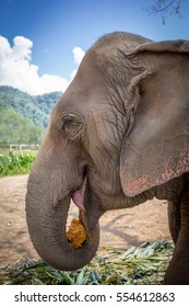 Profile View Of An Elephant Head