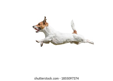 Profile view of fast running and jumping Jack Russell Terrier dog on white background