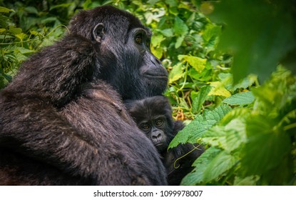 A Profile View Of A Female Mountain Gorilla Who Is Holding Her Baby On Her Chest And Resting Her Chin On The Infant's Head, Looking Happy. In Green Forest Of Bwindi Impenetrable National Park, Uganda.