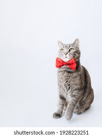 Profile View Of A Gray Cat With A Red Butterfly On Its Neck On A Light Background.full Length.animal Background.World Pet Day.A Minimal, Stylish Holiday Concept.copy Space.Pet Store Poster Design