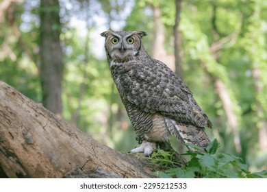 Profile view of a Great Horned Owl sitting on a log in the forest.