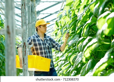 Profile view of handsome young farmer wearing checked shirt harvesting crops while standing at cucumber plants in modern spacious greenhouse - Powered by Shutterstock