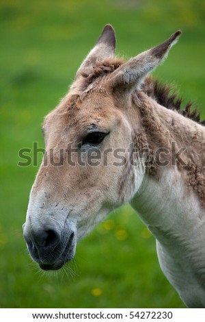 Similar – Foal I Environment Nature