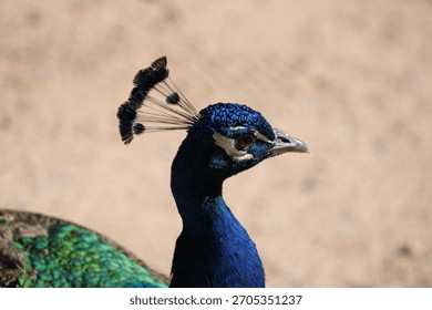Profile view of a peacock at Holy Trinity Monastery Center in St. David, Arizona