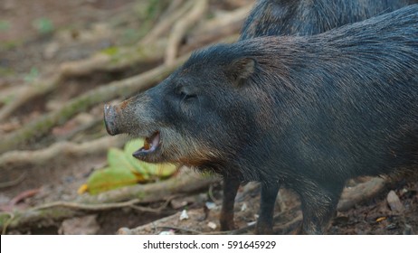 Sajino : images, photos et images vectorielles de stock | Shutterstock