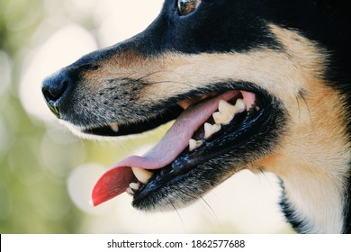 Profile view of pet dog teeth and tongue close up on blurred background.  Canine oral hygiene concept.