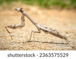Profile view of a Praying Mantis, specfically a native Carolina Mantis (Stagmomantis carolina). Raleigh, NC.