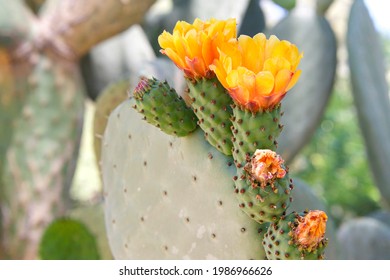 Profile view of  Prickly Pear cacti fruit with vibrant orange flowers blooming. Green prickly pear fruit under the flowers.