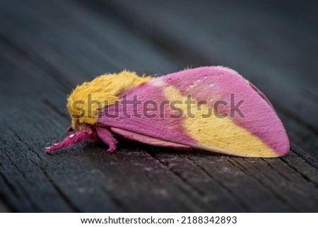 Profile view of a Rosy Maple Moth (Dryocampa rubicunda), which resembles a cute stuffy toy. Raleigh, North Carolina.