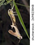 Profile view shot of a mating pair of hawk moths at night
