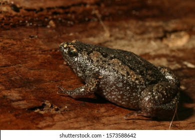 Profile View Of A Small Eastern Narrowmouth Toad (Gastrophryne Carolinensis). 
