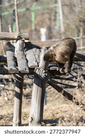 A profile view of a tufted capuchin monkey perched on a wooden beam in a wildlife sanctuary. Natural light illuminates the fur with a blurred background and copy space.