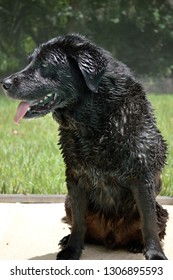 
Profile View Of Wet Black Lab Sitting By Pool
