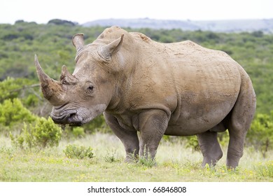 Profile View Of A White Rhinoceros