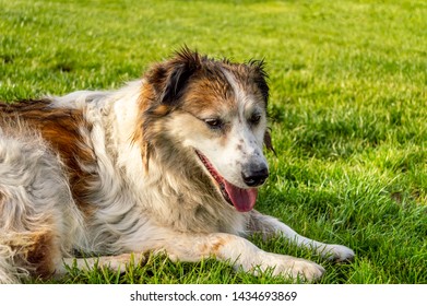 Profile of white and brown colored stray dog lying on the grass in a park. - Shutterstock ID 1434693869