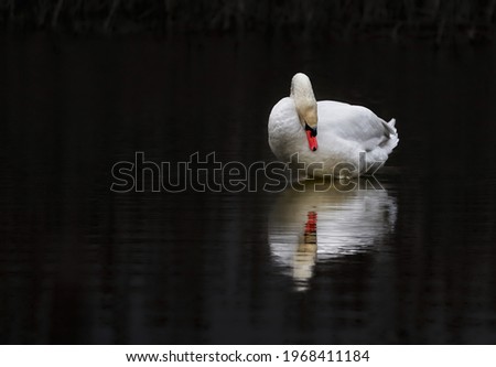 profile of white swan on blue misty lake