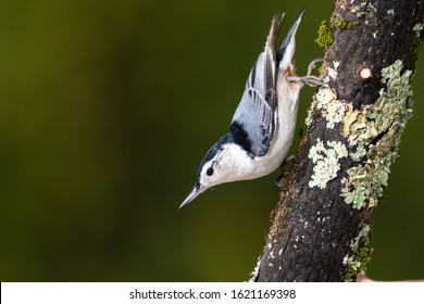 2,965 White breasted nuthatch Images, Stock Photos & Vectors | Shutterstock