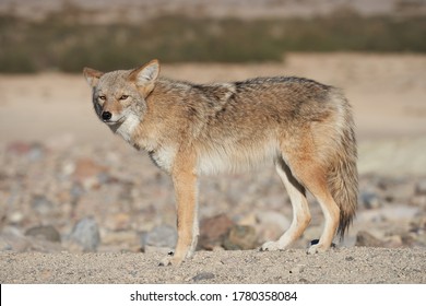 1,941 Mojave Desert Wildlife Images, Stock Photos & Vectors | Shutterstock