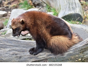 2,417 Wolverine animal Images, Stock Photos & Vectors | Shutterstock