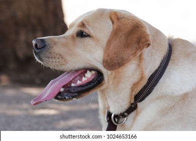 Profile Of A Yellow Lab Outside