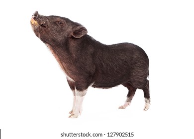 A profile of a young small black female pig with a messy face