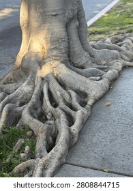 Profound stability of these tree roots 