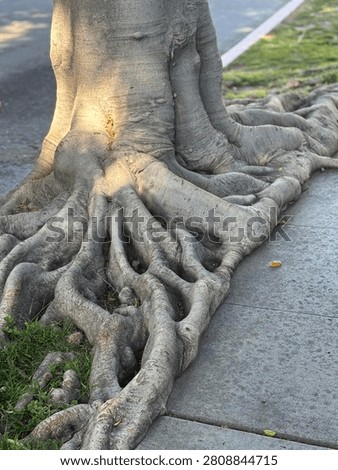 Profound stability of these tree roots 