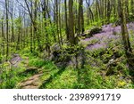 A profuse colony of Purple phacelia, Phacelia bipinnatifida, blankets a woodland slope on both sides of the trail in the Cumberland Mountains in Tennessee. Photographed in the Spring.  