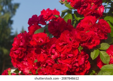 A profusely blooming bright red rose on a bush in a beautiful flower garden - Shutterstock ID 2087848612