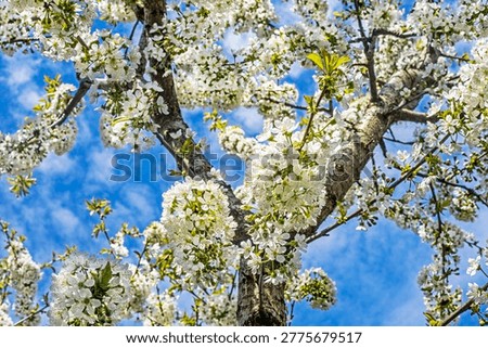 A profusely blooming cherry tree against a blue sky. Cherry tree diseases and proper spraying during blooming.