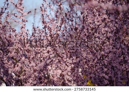 Profusely Flowering Cherry Tree in The Spring Garden and Blue Sky.