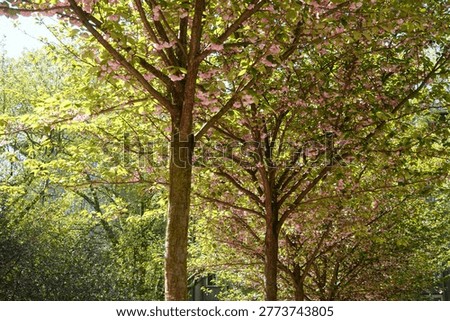 Profusely Flowering Cherry Tree in The Spring City Park.