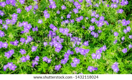 Profusion of hardy geraniums (binomial name: Geranium 'Brookside'), also known as cranesbills, early in summer, northern Illinois, USA, for background or element with motif of gardening or landscaping