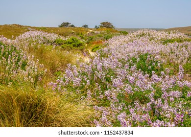 Profusion of silver lupine (binomial name: Lupinus albifrons) along sandy trail at Point Reyes National Seashore, northern California, USA, at end of May