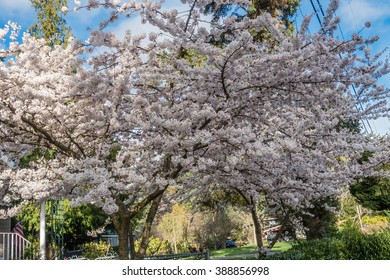 Imagenes Fotos De Stock Y Vectores Sobre Blossom Forth Shutterstock