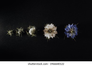 Progression of a flower in phases and stages from its bud to its open flower opening with the petals, isolated on black background