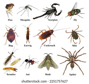 Prohibited housing insect pests. Isolated on a white background