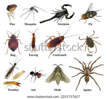 Prohibited housing insect pests. Isolated on a white background
