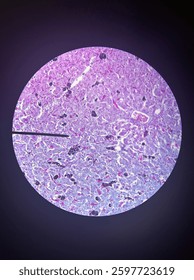 Prokaryotic cells under the microscope 