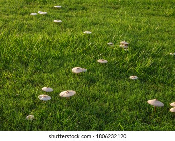 Proliferation of lawn mushrooms, maybe members of genus Lepista, growing in green grass during rainy season, west central Florida, USA - Shutterstock ID 1806232120