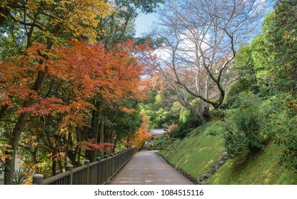Promenade of colored leaves