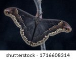 Promethea Moth, Callosamia promethea, on a Black Background