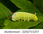 Promethea Silkmoth Caterpillar - Callosamia promethea