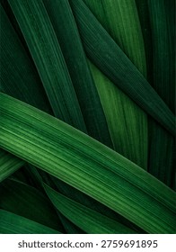 with prominent parallel venation and dynamic overlapping composition. Fresh natural texture for sustainability concepts, eco-friendly banners, spa wellness, and modern environmental design.